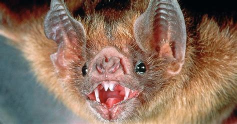 Punnetts Square Using Vampire Bat Genetics To Predict Rabies Expansions In Peru