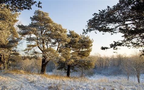 Pine Tree Covered With Snow Wallpapers And Images Wallpapers
