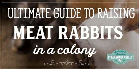 The Ultimate Guide To Raising Meat Rabbits In A Colony