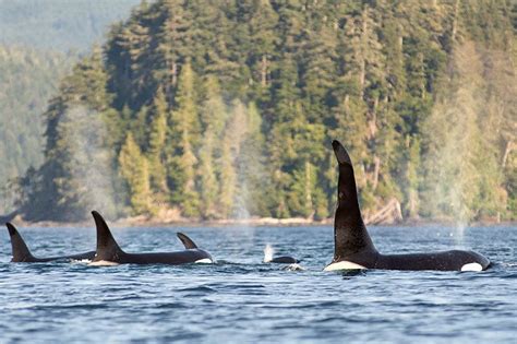 Orca Dreams Canadas Luxury Whale Watching Base Camp In British