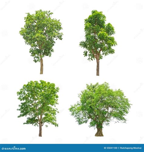 Green Trees Collection Isolated Stock Photo Image Of Lone Large