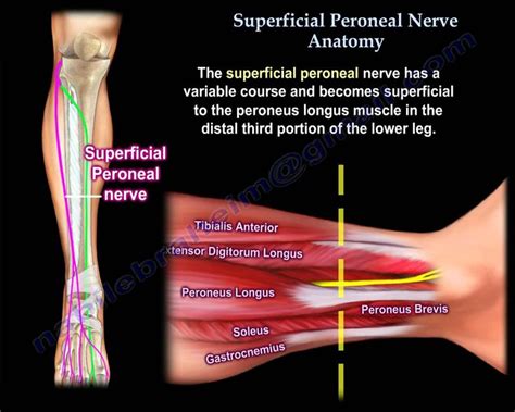 Superficial Peroneal Nerve Anatomy Everything You Need To Know Dr