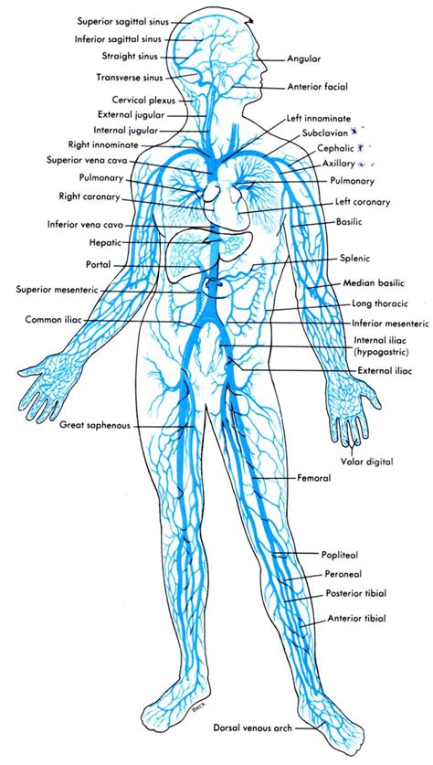 Anatomy Label Major Arteries And Veins The Human Arterial And Venous