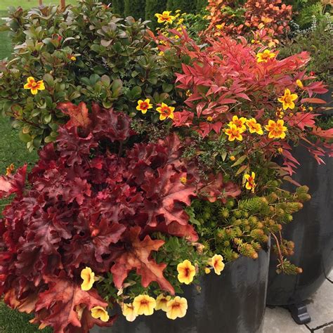 Heuchera And Nandina Container Garden By Sublime Garden Design