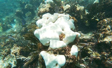 Estrés térmico provoca mortandad en corales del Parque Nacional