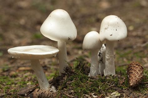 The Worlds Most Toxic Mushroom Lives In South Carolina