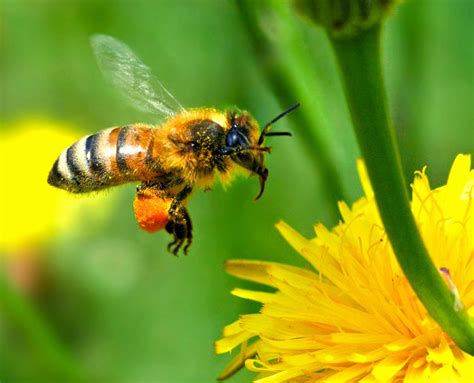 Bee The Biggest Animals Kingdom