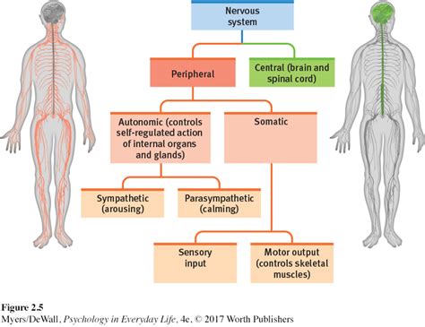 Explain The Different Nervous System Divisions And Functions Davon Has Mitchell