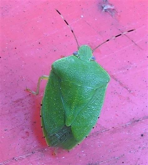 Green Stink Bug Chinavia Hilaris Bugguidenet