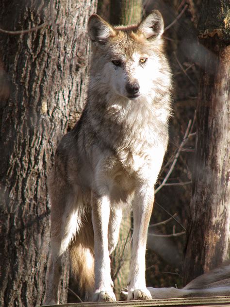 Mexican Wolf Stock 8 Mexican Wolf Wolf Dog Mexican Gray Wolf