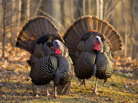 art lander s outdoors good weather forecast predicted for kentucky s late fall turkey season