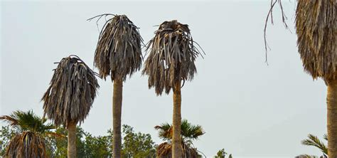 Incurable Killers Of Precious Palm Trees Mainscape Landscape Services