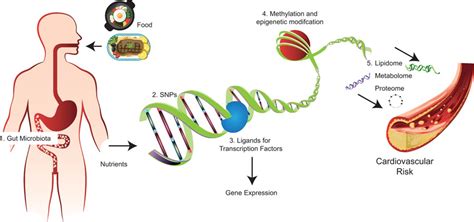 Nutrigenomics The Microbiome And Gene Environment Interactions New