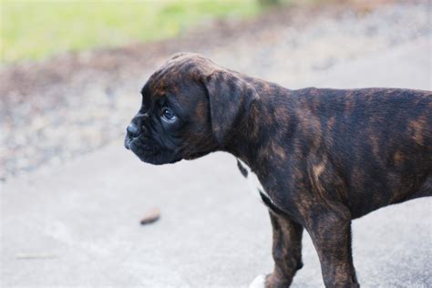 Looking for a boxer puppy or dog in washington? Boxer Puppies For Sale | Bellingham, WA #198838 | Petzlover