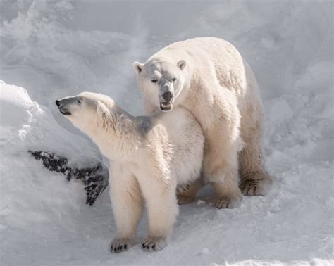 polar bear breeding mating gestating birthing and more