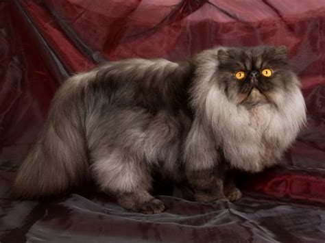 The Most Beautiful and Rare Cat Fur Colors - Cats On Catnip