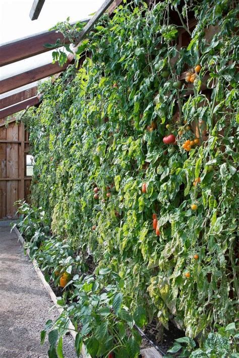 Easy Vertical Garden Idea Add Trellising To Your Wall Grow Tomatoes In