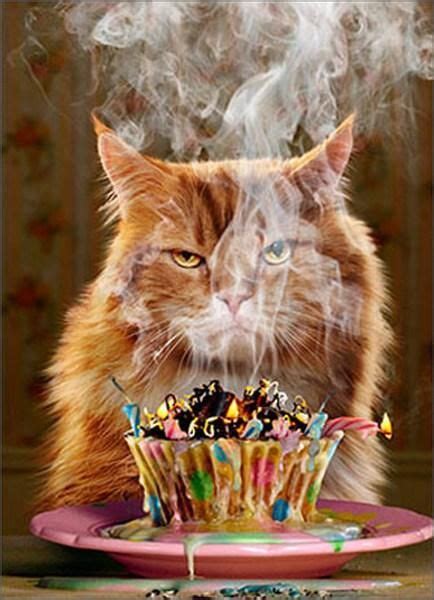 Birthday Greeting Card Birthday Cupcake Cat Birthday Card Funny