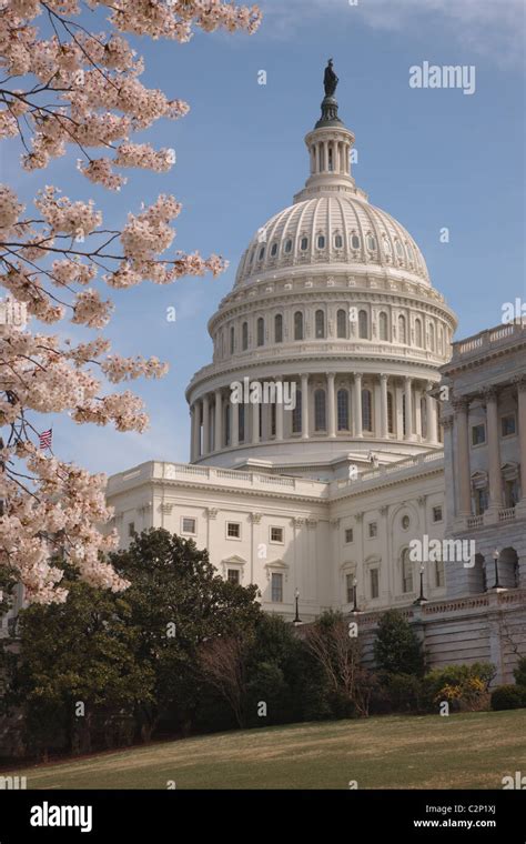 Capitol Building Cherry Blossoms Washington High Resolution Stock