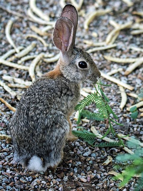 Cottontail Rabbit 4320 080917 2cr Photograph By Tam Ryan Fine Art America