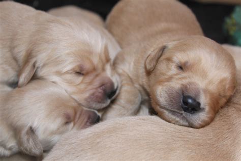 Cachorros Golden Retriever Inscritos En Kennel Clubchip 260000 En
