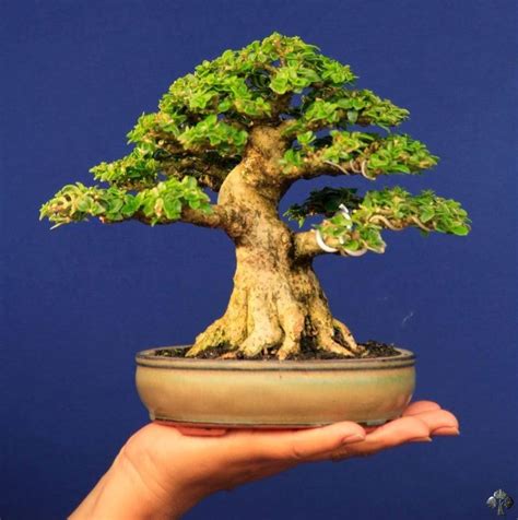 Bonsai Tree Gallery