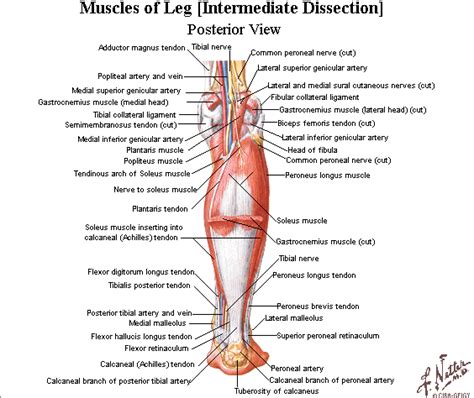 The biceps femoris muscle was employed as a representative of the hamstrings muscle group for the system. #muscles #leg #tendons #hamstrings #diagram #biology # ...