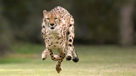 Top 10 Fastest Animals In The World Fastest Land Animals