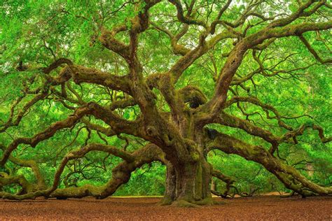 Oak Tree Rwoahdude
