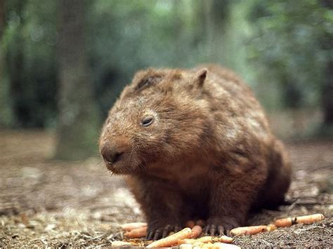 Последние твиты от the wombat foundation (@wombat_fdn). Wombat- Profil et informations sur le wombat