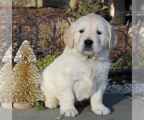 We are expecting a litter of aca reg. View Ad: Golden Retriever Puppy for Sale near Pennsylvania, GAP, USA. ADN-230302