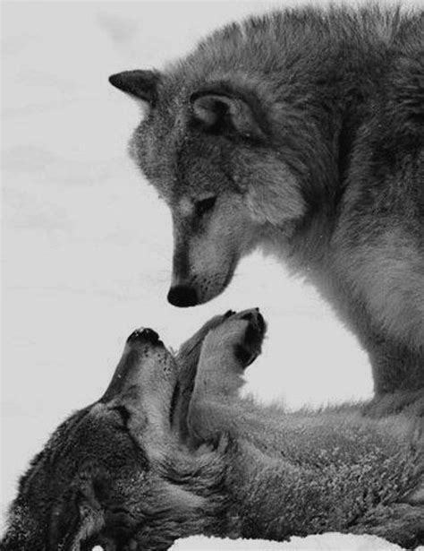 Wolves Loving Each Other Tumblr Nature Pinterest Wolves Posts
