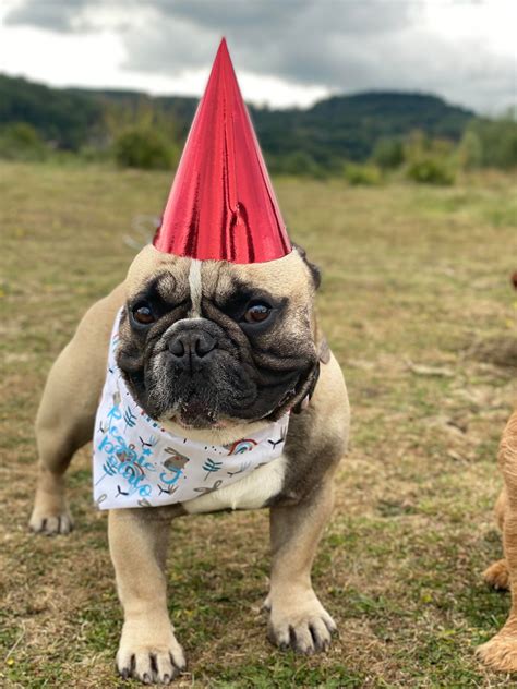 Derp Doggo In A Birthday Hat My Very Own Derp Doggo To Be Exact