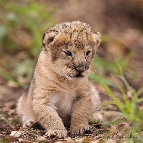 Baby Lion🦁 Seen Anything Cuter Than This Today😍 Lesswastemorelife