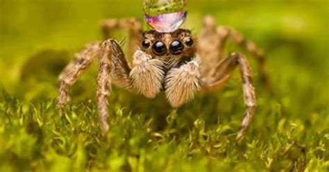 Jumping Spiders Like To Wear Water Drops As Hats Cute Jumping Spiders Pinterest Jumping
