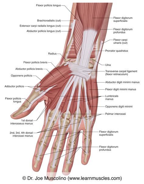 Muscles Of The Anterior Hand Superficial View Learn Muscles