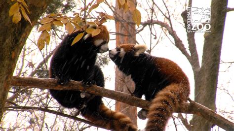 Cincinnati Zoo And Botanical Garden Red Panda Cubs First