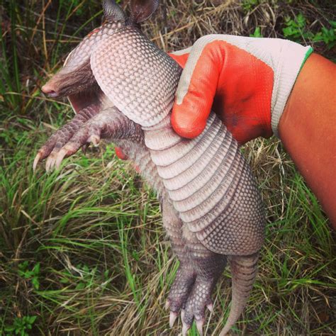 Finding Holes Dug In Your Yard Could Be Armadillos Alford Wildlife