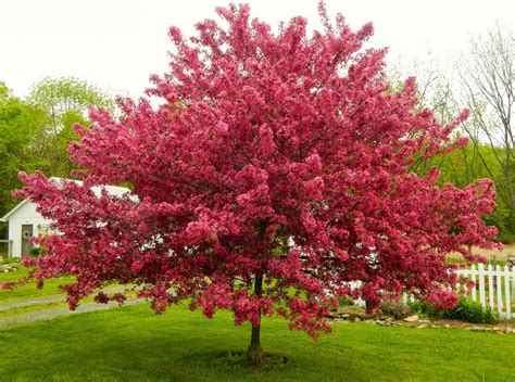 Exquisite dwarf flowering trees that withstand those. The 10 Most Beautiful Ornamental Trees For Your Yard ...