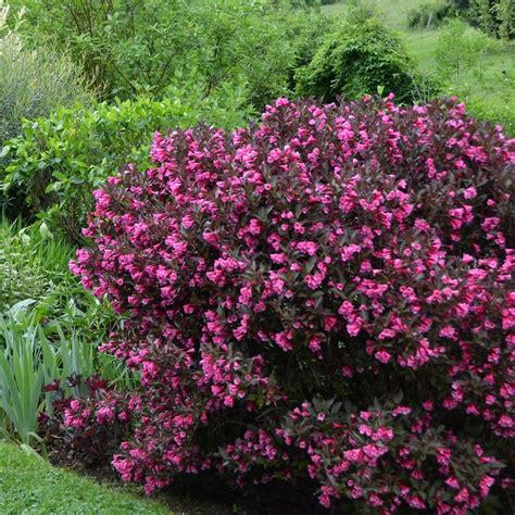 Weigela Wine And Roses Pruning And Growing Tips