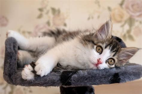 Kitten Lying On Bed And Looking At Camera Stock Photo Image Of Kitten