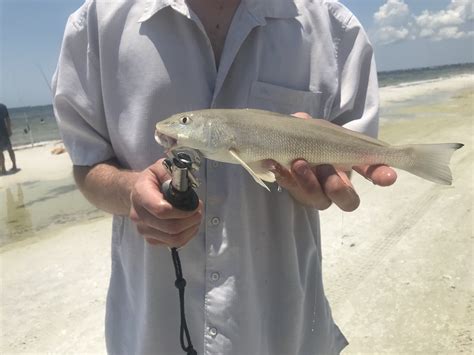 Whiting Gulf Roughfish