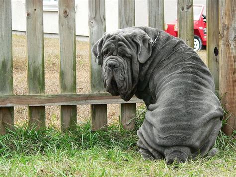 Top 10 Strangest Looking Dog Breeds Chelsea Dogs Blog