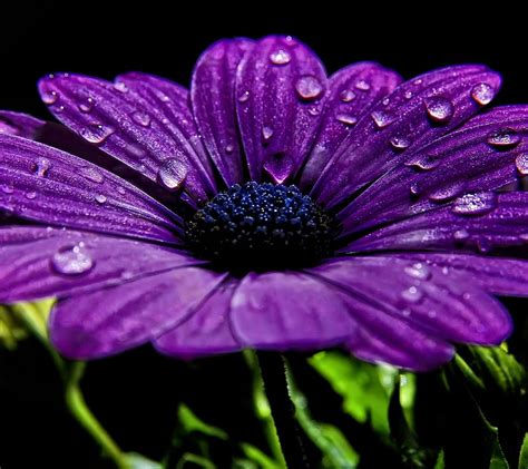 Discover More Than 68 Violet Flower Wallpaper Super Hot Incdgdbentre