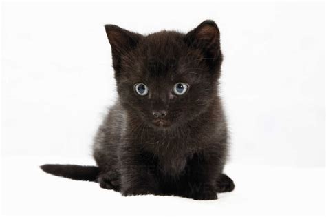 Domestic Cat Black Kitten Portrait Stock Photo