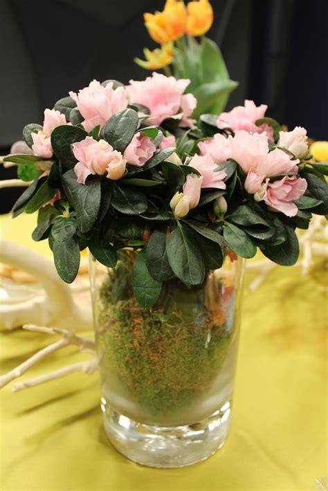 We did not find results for: Debi Lilly - Chicago Eventeur | Pink azaleas, Flower ...