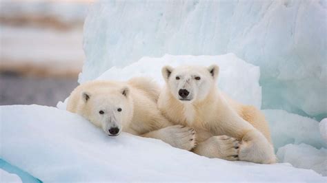 Earth Day 2022 Save Polar Bears By Protecting Mothers And Cubs