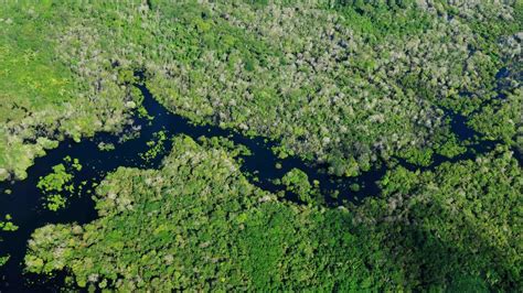 Surveying The Amazon Rainforest From The Sky Biodiversité Foret