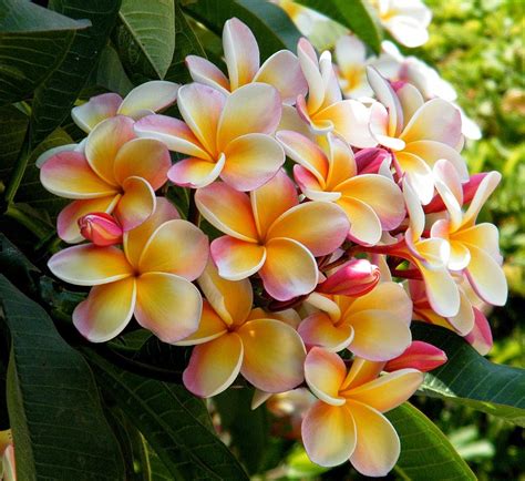 While plumerias dont like wet feet, they should be watered deeply when irrigated and then allowed to dry out some before watering again. ESSENCE OF ROCK : Fragrant Plumeria