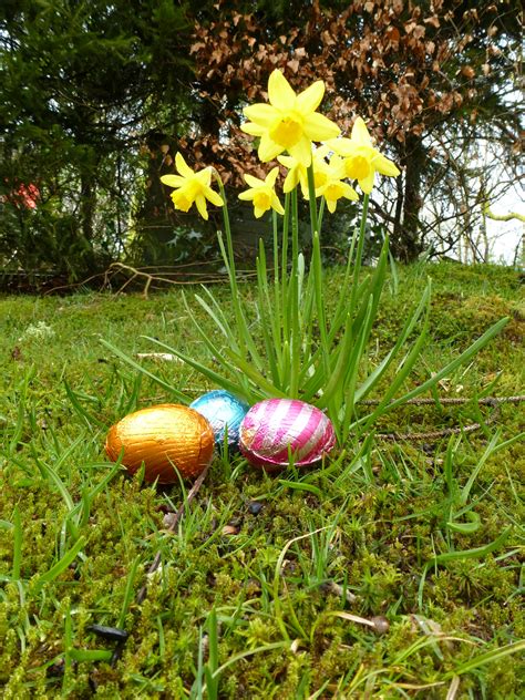 Chocolate Easter Eggs And Wild Growing Daffodils Creative Commons Stock